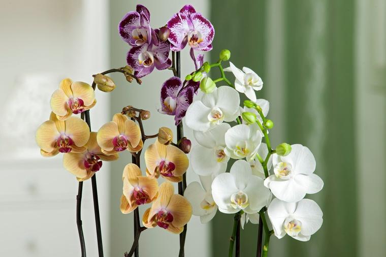 Saveti i trikovi za negovanje orhideje: Evo kako da sačuvate njenu lepotu i eleganciju!