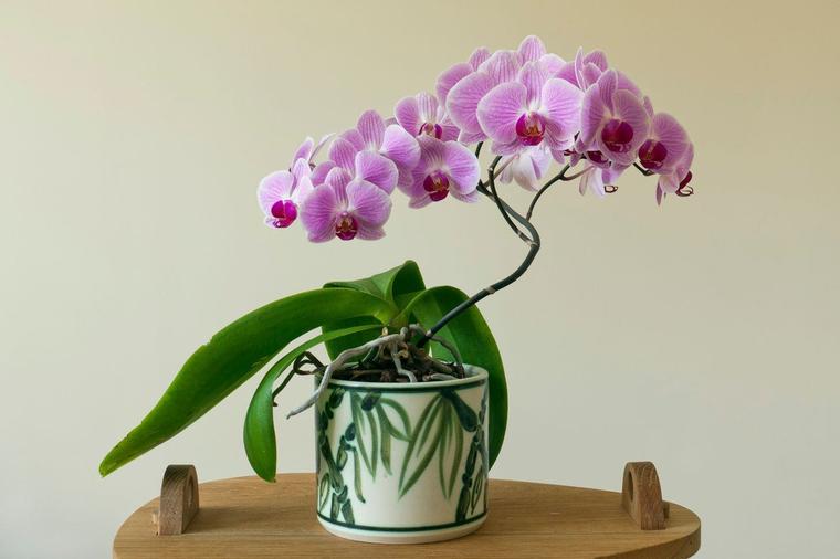 Orhideja je vrlo zahtevna biljka: Evo koja vrsta ovog divnog cveta uspeva čak i u kupatilu!