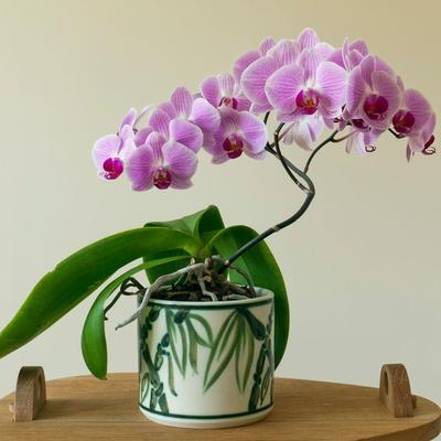 4 načina da naterate orhideje da cvetaju: Saveti iskusnih baštovana!