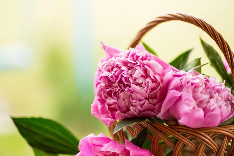 Najmoderniji buket je onaj od božura: 7 koraka za gajenje najlepšeg letnjeg cveta! (FOTO)