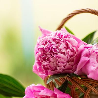 Najmoderniji buket je onaj od božura: 7 koraka za gajenje najlepšeg letnjeg cveta! (FOTO)
