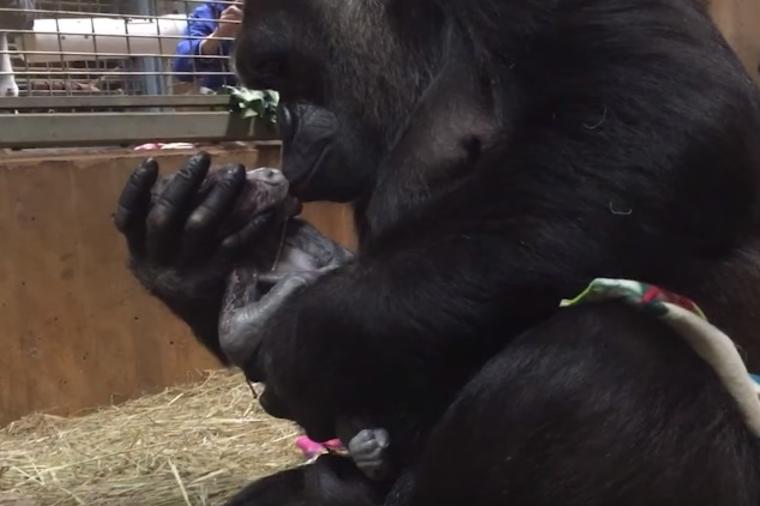 Tek rođena gorila u maminom naručju: Ljubav od prvog trena koja nikog ne ostavlja ravnodušnim! (VIDEO)