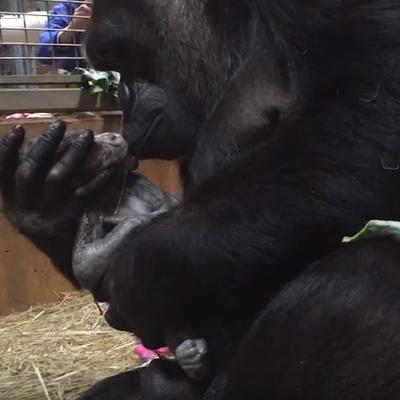 Tek rođena gorila u maminom naručju: Ljubav od prvog trena koja nikog ne ostavlja ravnodušnim! (VIDEO)