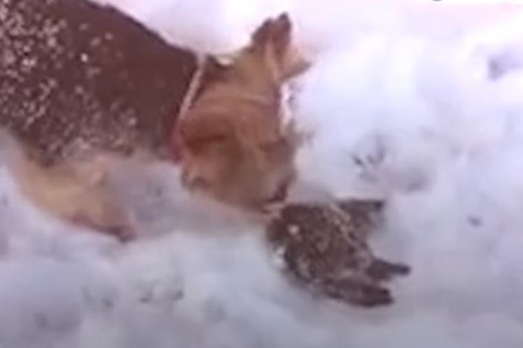 Pas našao smrznutu pticu: Vlasnica je unela u kuću, u šoku gledala šta se dešava! (VIDEO)