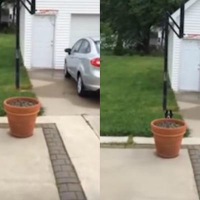Najslađi snimak koji ćete videti danas: Psu je dosadno u kući, pa se dosetio kako da izbegne ulazak! (VIDEO)