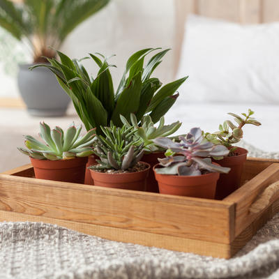 5 sobnih biljaka koje leče nesanicu: Držite ih u spavaćoj sobi! (FOTO)