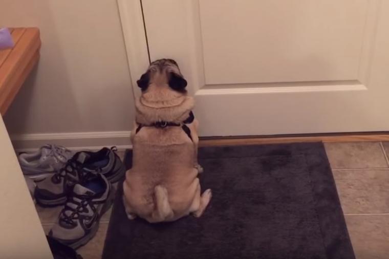 Vlasnica otišla u šetnju bez psa: Njegova reakcija postala hit na internetu! (VIDEO)