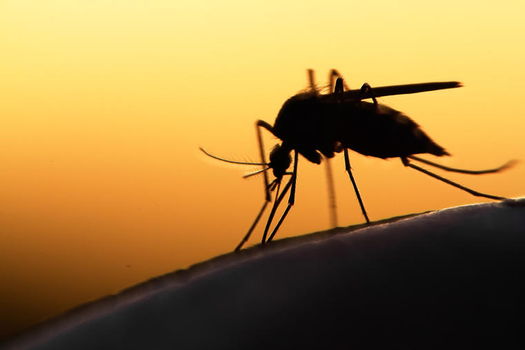 Beograd: Registrovani komarci zaraženi virusom Zapadnog Nila