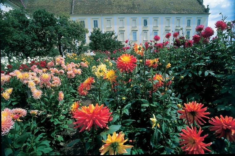 Zaboravljene kraljice letnjih bašta: Zapostavljeno raskošno cveće naših baka idealno za dvorište!