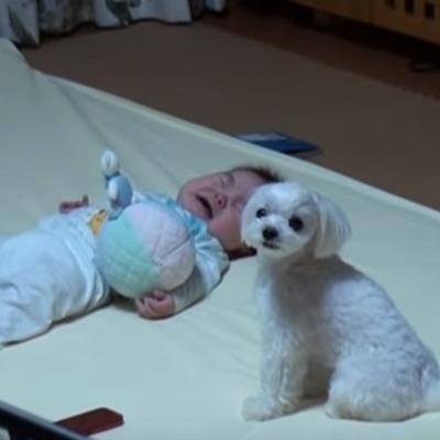 Beba plakala na podu: Psić u sekundi shvatio kako da je umiri! (VIDEO)
