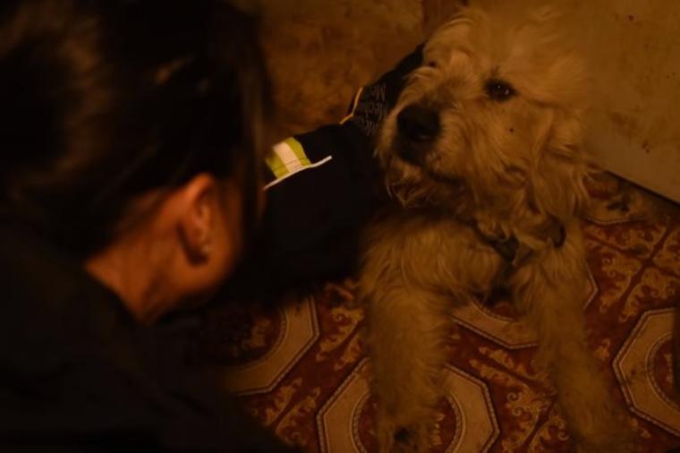 Pružila je ruku zlostavljanom psu: Njegova reakcija nikoga ne ostavlja ravnodušnim! (VIDEO)