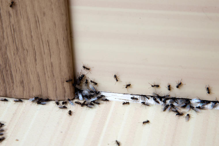 Rešite se mrava u kući zauvek: Noćnoj mori svih domaćica došao je kraj! (RECEPT)