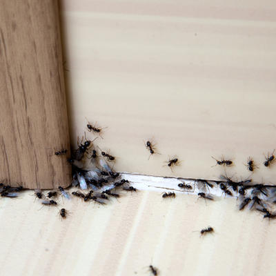 Rešite se mrava u kući zauvek: Noćnoj mori svih domaćica došao je kraj! (RECEPT)