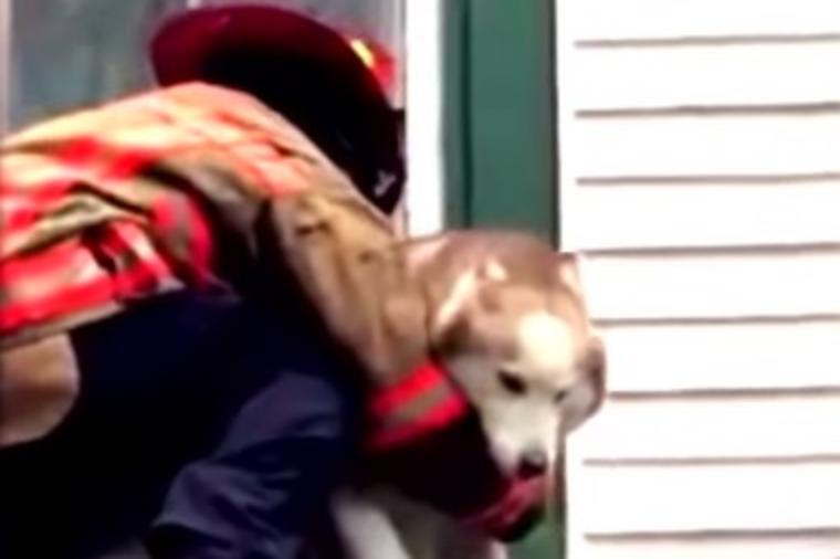 Vatrogasac spasao psa sa krova: Haski mu se odužio na neodoljiv način! (VIDEO)