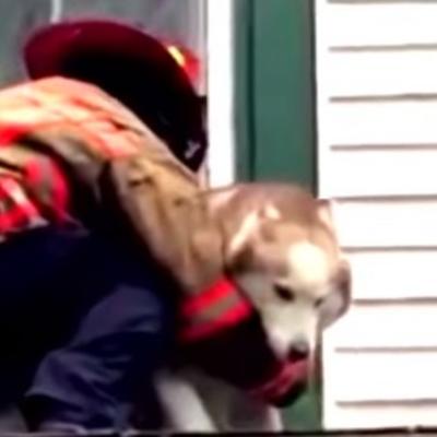 Vatrogasac spasao psa sa krova: Haski mu se odužio na neodoljiv način! (VIDEO)