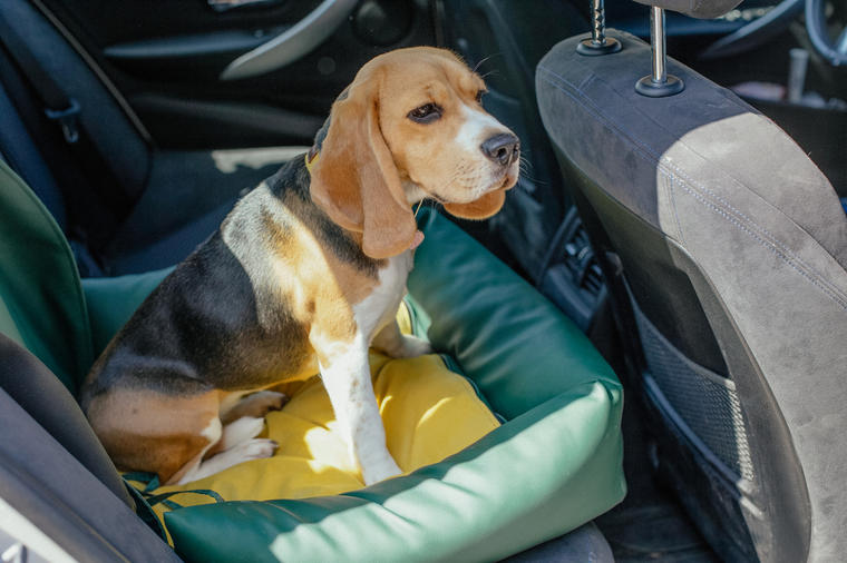 Koliko vremena pas može da izdrži u vrućem autu: Postoji opasnost od toplotnog udara!