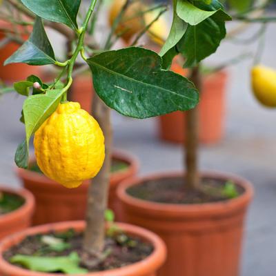 Obavezno zasadite limun: Smatra se svetim, pravi je magnet za bogatstvo, zdravlje i uspeh!
