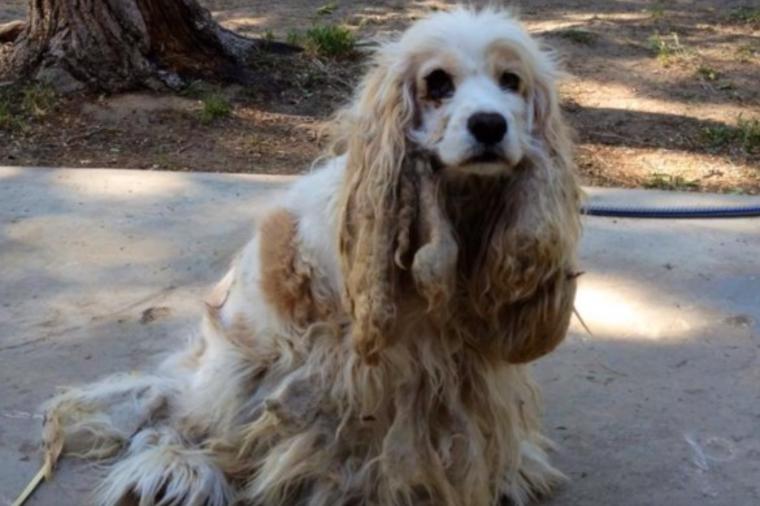 Pronašli ostavljenog i ranjenog psa nasred ulice: Njegova priča nikog ne ostavlja ravnodušnim! (VIDEO)