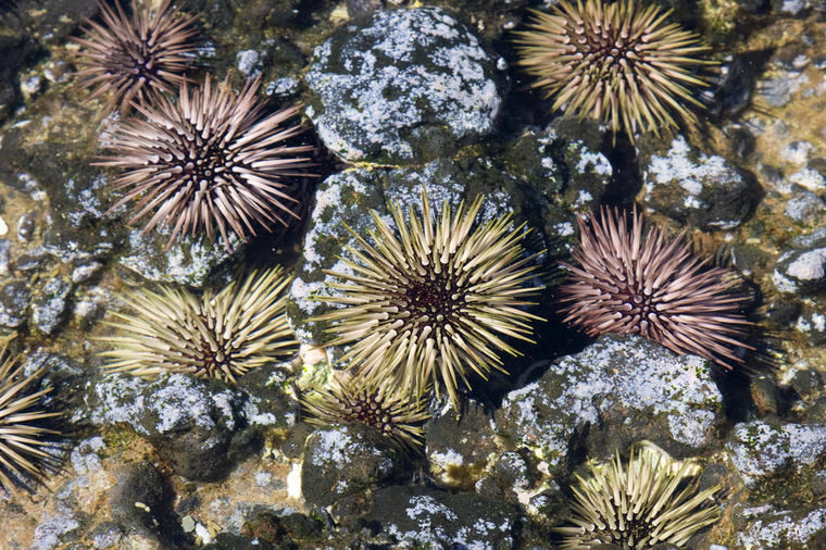 Šta kad se nabodete na morskog ježa: Dermatovenerolog otkriva šta odmah treba da uradite!