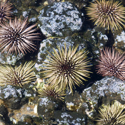 Šta kad se nabodete na morskog ježa: Dermatovenerolog otkriva šta odmah treba da uradite!