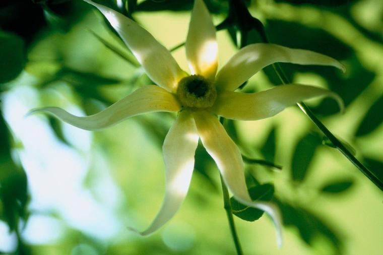 Najmoćniji prirodni afrodizijak: Upoznajte Jlang Jlang biljku koja rešava mnoge zdravstvene probleme!