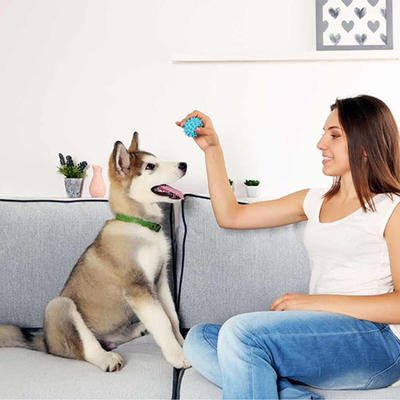 Ljubimci u stanu: Kako da održavate nameštaj ukoliko imate psa