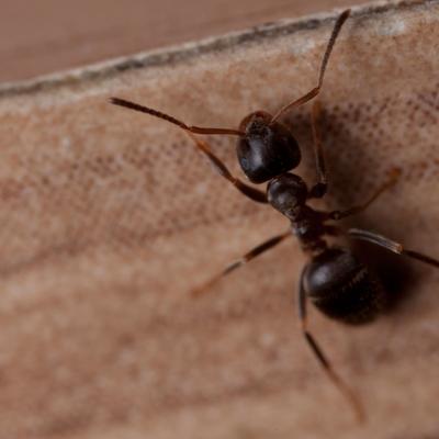 Prirodna rešenja: 8 namirnica koje će oterati mrave iz vašeg doma!