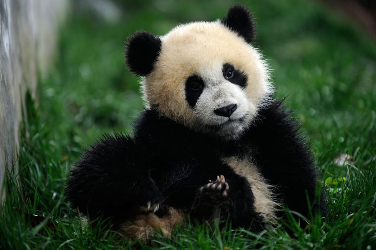 Uslikana potpuno bela džinovska panda: Jedina na svetu! (FOTO)