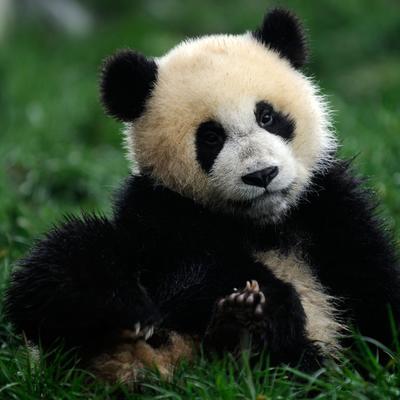 Zbog ovog pande svi posećuju zoo vrt u Beču: On pravi umetnička dela, a njegove slike se prodaju za čak 490 evra po slici! (VIDEO)