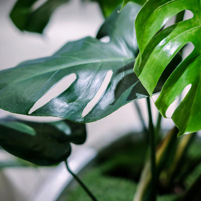 Ova biljka je najlepši ukras svakog doma: Lako se održava, donosi potrebnu vlažnost isušenom vazduhu! (FOTO)
