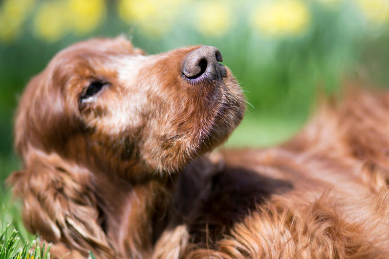 Veterinar otkrio kako se psi ponašaju pre smrti: Tuga bez kraja!