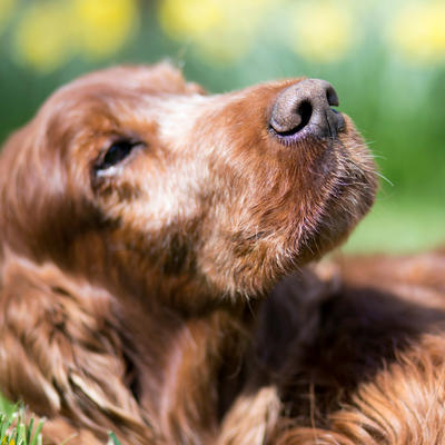 Veterinar otkrio kako se psi ponašaju pre smrti: Tuga bez kraja!