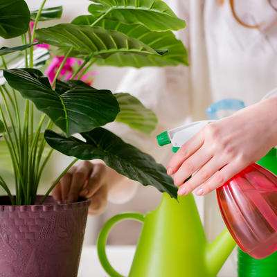 Oterajte negativnu energiju iz kuće: Ove moćne biljke svako treba da ima!