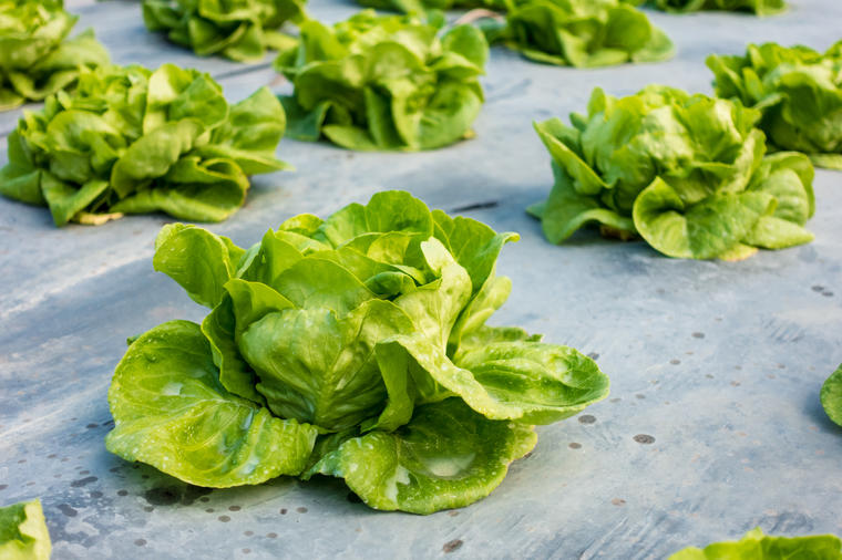 Povrće u službi zdravlja: 5 razloga zašto je zelena salata odličan izbor!