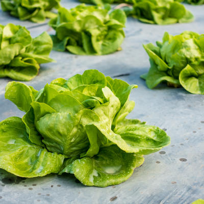 Povrće u službi zdravlja: 5 razloga zašto je zelena salata odličan izbor!