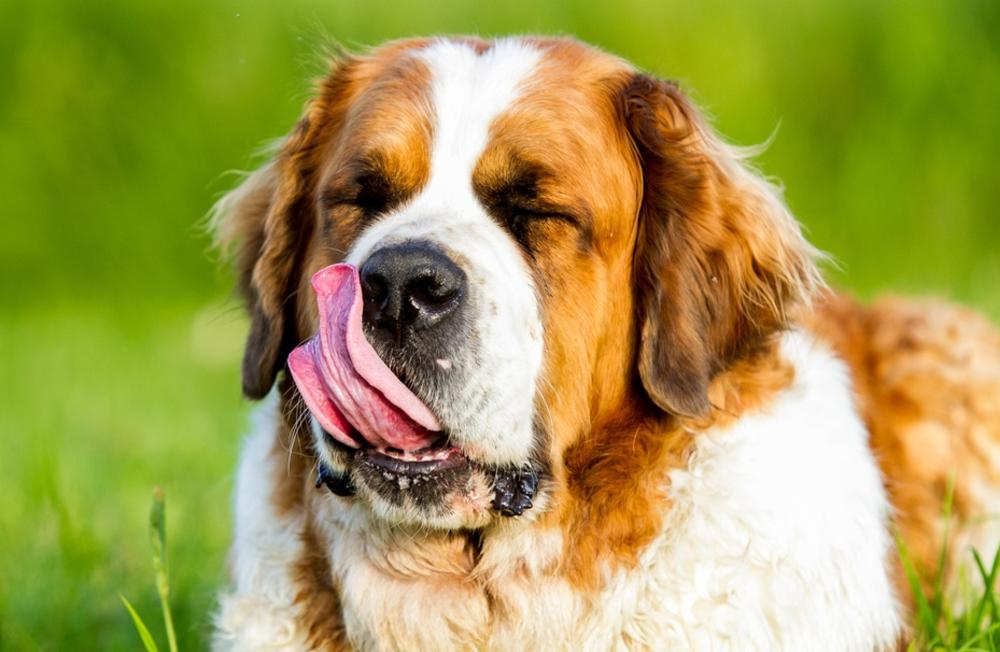 10 rasa pasa koje na čoveka deluju kao tablete za smirenje: Vlasnika