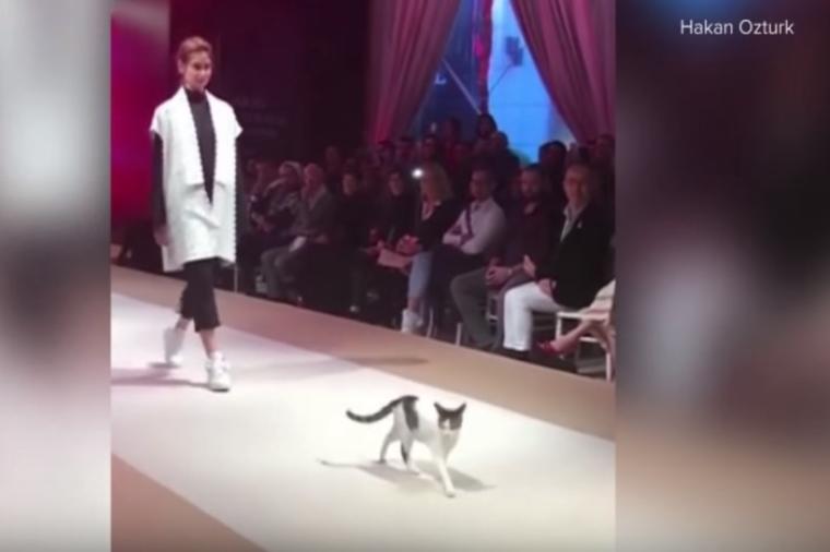 Modna revija o kojoj ceo svet priča: Mačka ukrala šou! (VIDEO)
