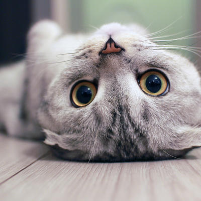 6 VELIČANSTVENIH: Ovo su najlepše i najskuplje mačke na svetu! (FOTO)