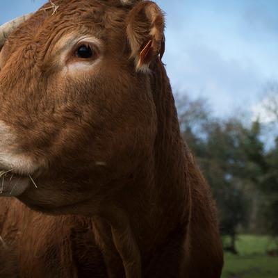 Nove generacije plaćaju da grle i maze krave: Terapija za smirenje! (FOTO)