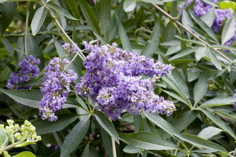 Čudesan lek iz prirode: Ova biljka olakšava simptome menopauze i leči miome na materici!