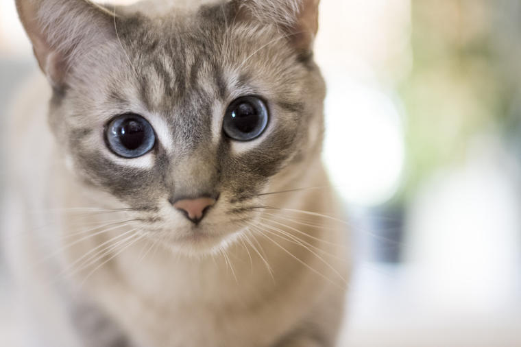 Mačka u Japanu spasila muškarca koji je upao u kanal: Nagrađena je pohvalnicom grada!