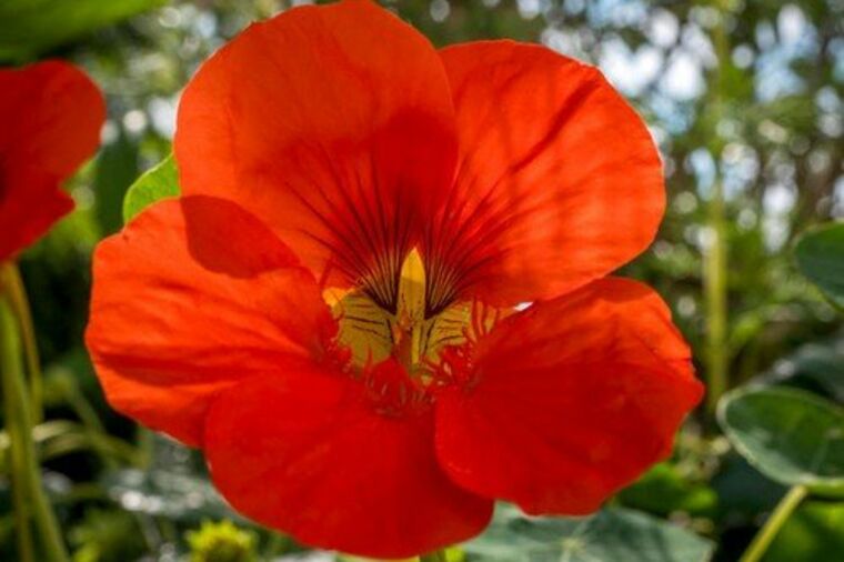 Dragi cvet Dragoljub: U narodnoj medicini se koristi za povećanje otpornosti tela