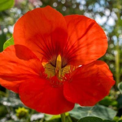 Dragi cvet Dragoljub: U narodnoj medicini se koristi za povećanje otpornosti tela