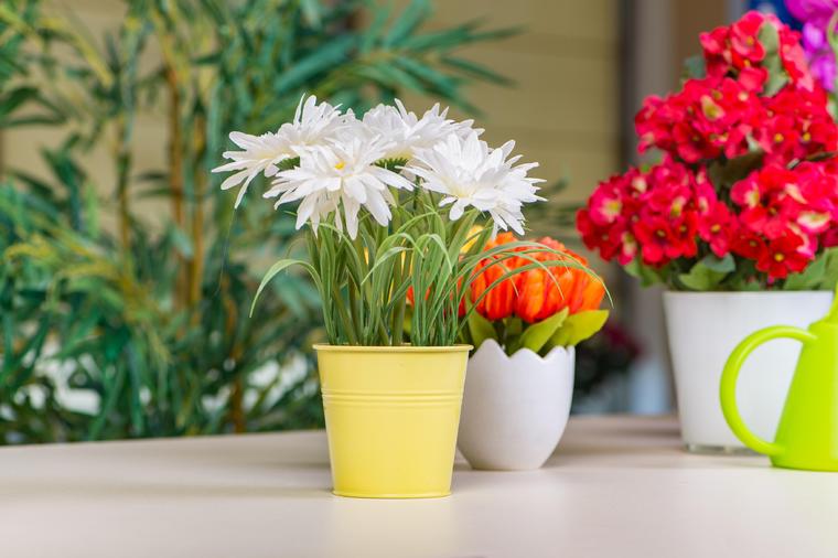 Prihrana za sobno cveće: Uz pomoć ovih kućnih trikova imaćete najlepši cvetni vrt!