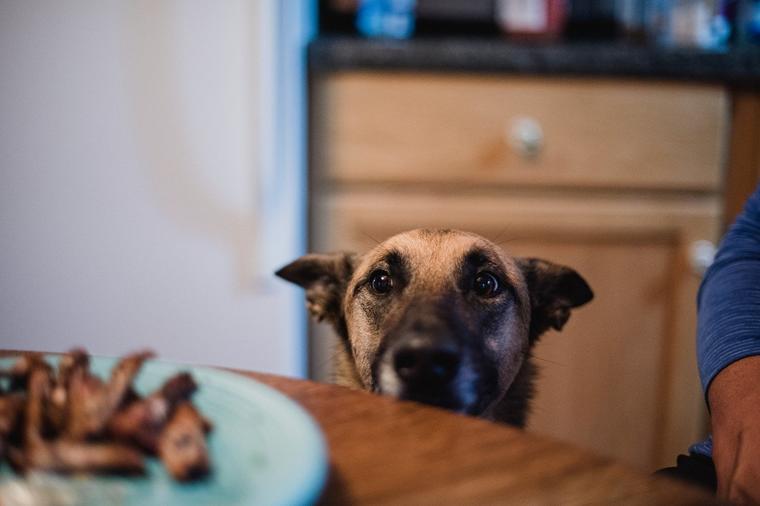 Obratite pažnju: Ovih 10 namirnica psi nikako ne smeju da jedu!