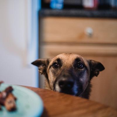 Obratite pažnju: Ovih 10 namirnica psi nikako ne smeju da jedu!