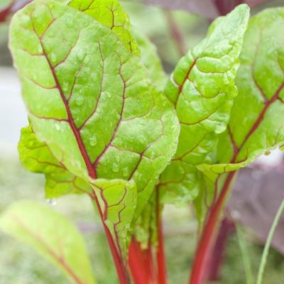 Razbijamo mitove: Da li biljka rabarbara zaista ima otrovne listove?