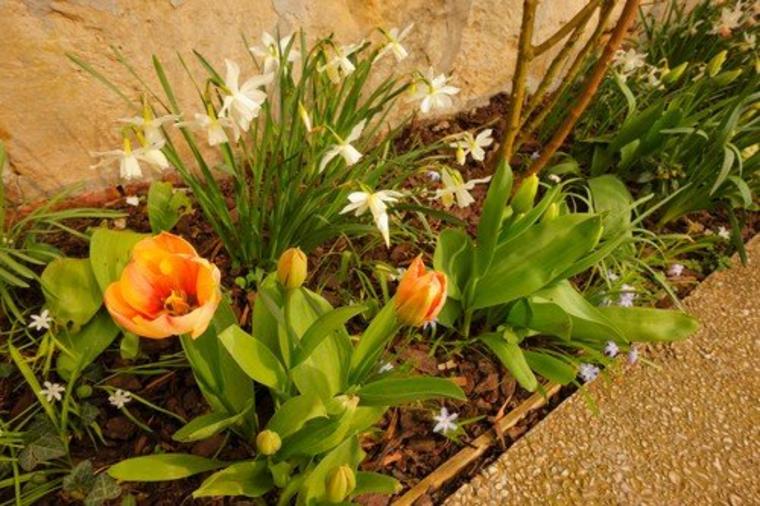 Šta se seje i sadi u aprilu: Proleće je stiglo, vreme je za cveće!