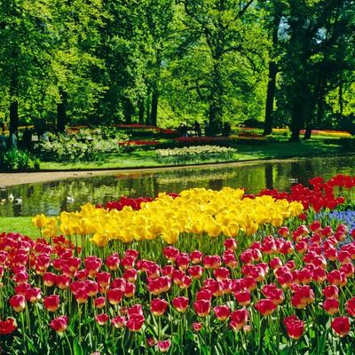 Prošetajte najvećim cvetnim parkom u Evropi: Više od 7 miliona cvetova mami opojnim mirisom