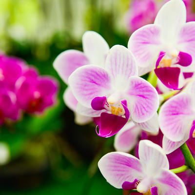 7 stvari koje vam poručuju orhideje: Ovako se gaji najlepša sobna biljka!
